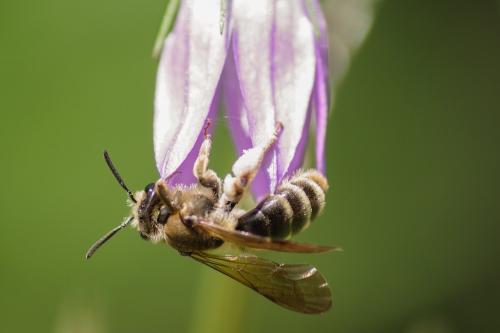 Andrena sp.