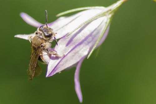 Andrena sp.