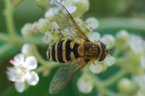 Réf. 258 839 : Syrphus ribesii