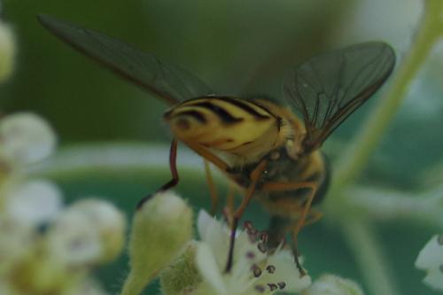 Réf. 258 840 : Syrphus ribesii