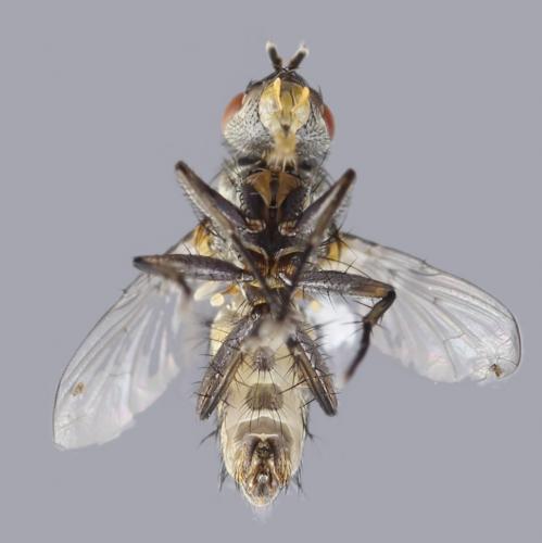 Tricogena rubricosa