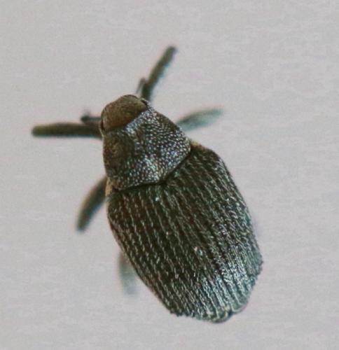 Réf. 258 238 : Ceutorhynchus obstrictus