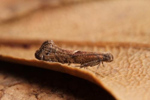 Acrolepiopsis sp.