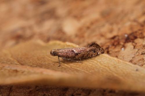 Acrolepiopsis sp.