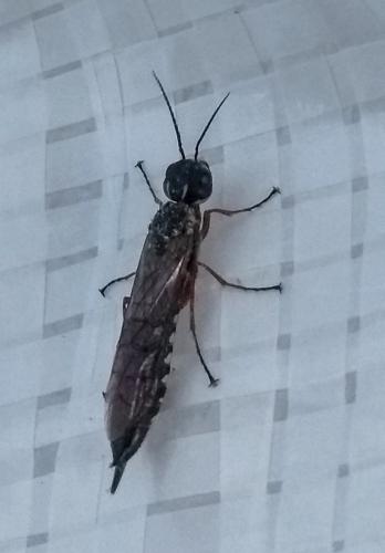 Xiphydria sp.