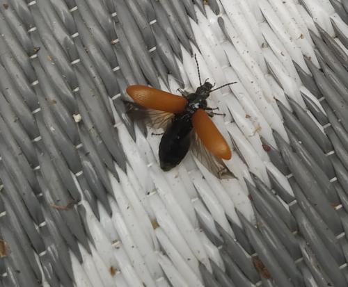 Omophlus sp.