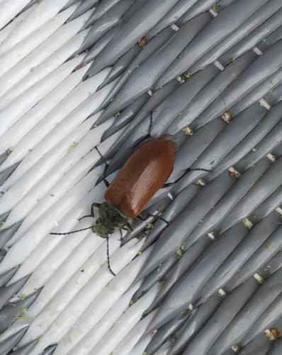 Omophlus sp.