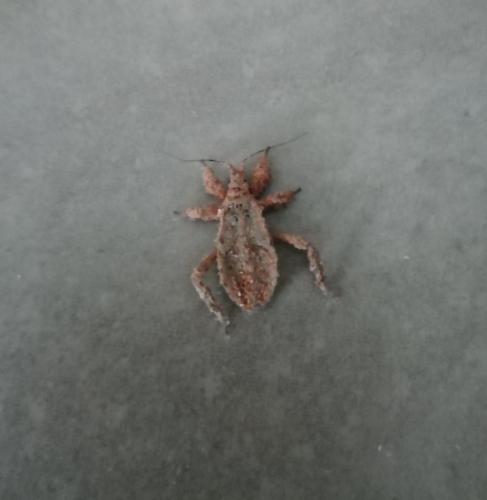 Reduvius personatus
