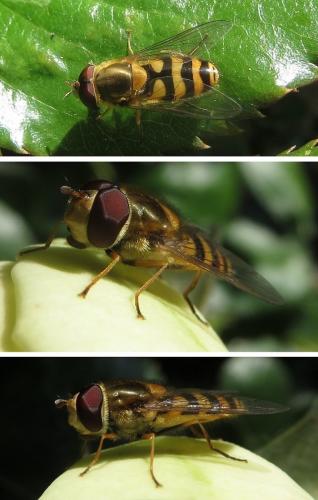 Réf. 258 516 : Syrphus ribesii