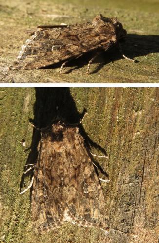 Réf. 258 379 : Apamea anceps