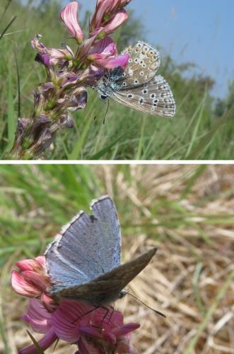 Polyommatus bellargus