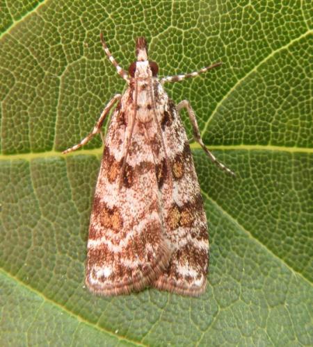 Réf. 258 923 : Scoparia sp.