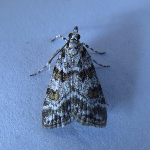 Réf. 258 974 : Scoparia sp.