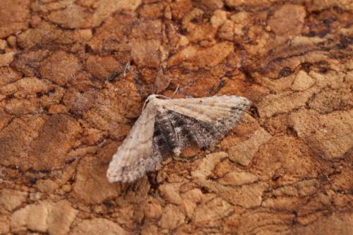 Réf. 258 767 : Araeopteron ecphaea