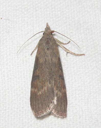 Réf. 258 126 : Lamoria anella