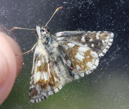 Pyrgus sp.