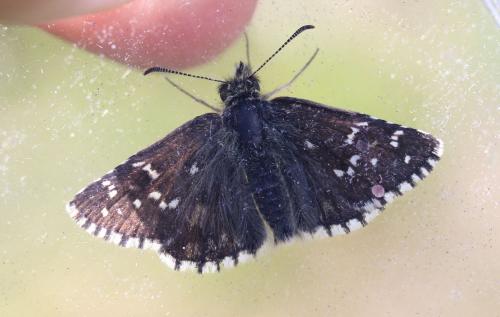 Pyrgus sp.