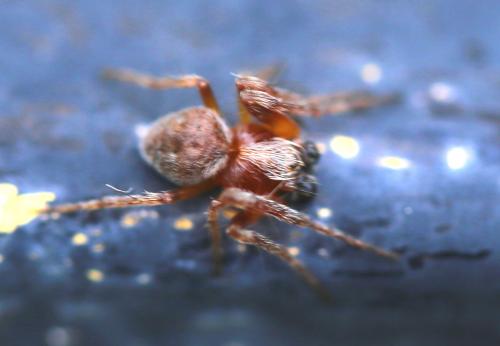 Réf. 258 509 : Araneus (sturmi-triguttatus)