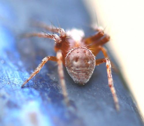 Réf. 258 508 : Araneus (sturmi-triguttatus)