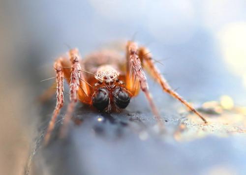 Réf. 258 507 : Araneus (sturmi-triguttatus)