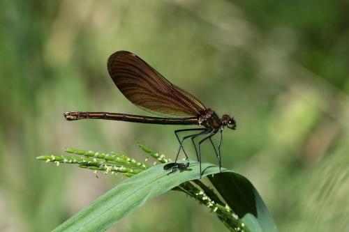 Calopteryx virgo meridionalis