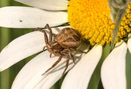 Xysticus sp.
