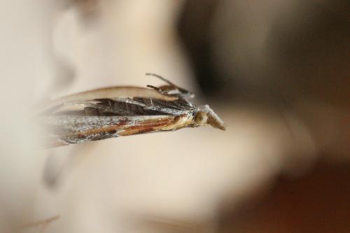 Réf. 258 515 : Ancylosis cinnamomella