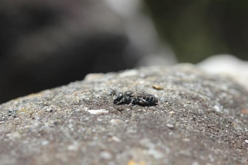 Réf. 258 411 : Hoplitis sp.