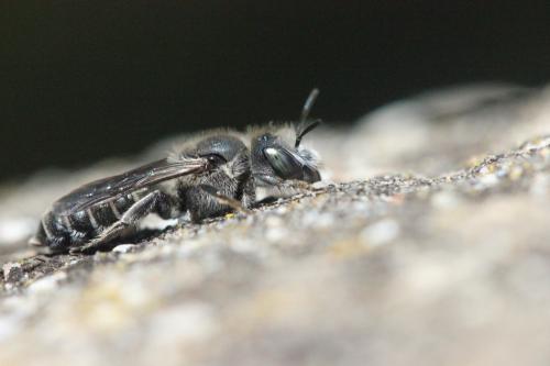 Réf. 258 410 : Hoplitis sp.