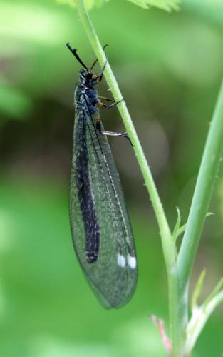 Réf. 258 797 : Myrmeleon formicarius