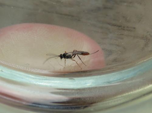 Campopleginae