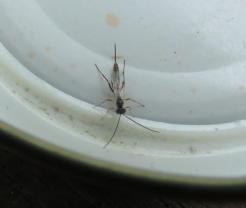 Campopleginae