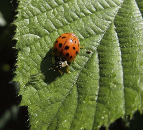Harmonia axyridis