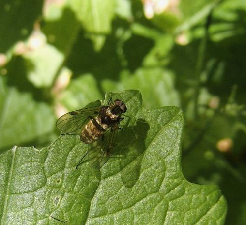 Chrysopilus cristatus