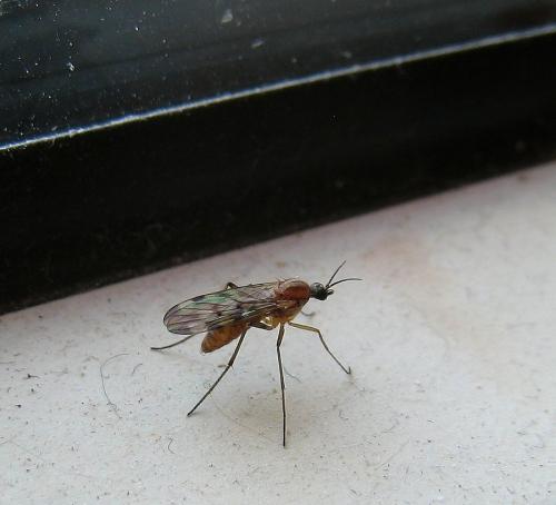 Sylvicola sp.