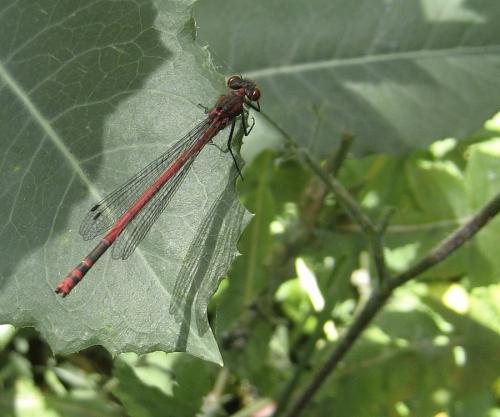 Pyrrhosoma nymphula