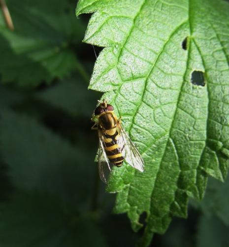 Syrphus sp.