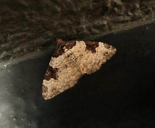 Xanthorhoe fluctuata