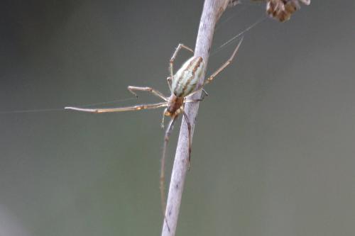 Tetragnatha sp.