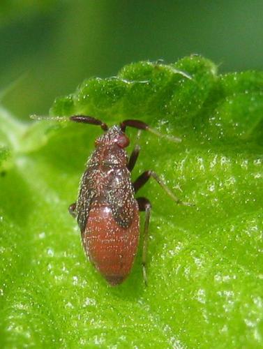 Atractotomus sp.