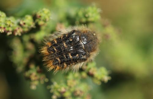 Réf. 258 201 : Cetoniinae inconnu