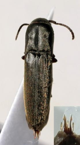 Nematodes filum