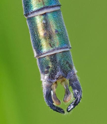 Lestes dryas