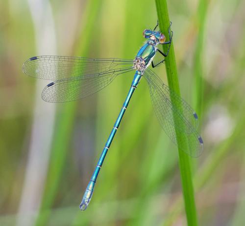Lestes dryas