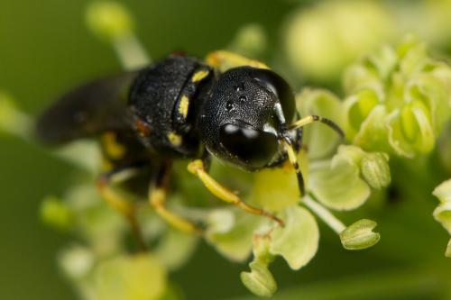 Réf. 258 000 : Lestica clypeata