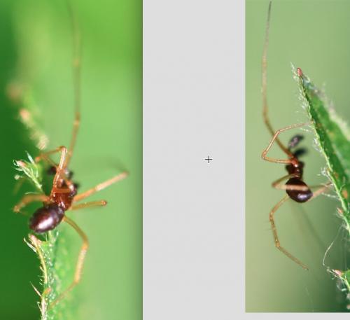 Neottiura bimaculata