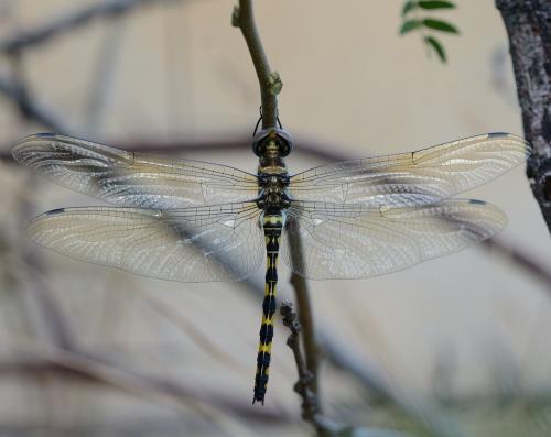 Zygonyx torridus