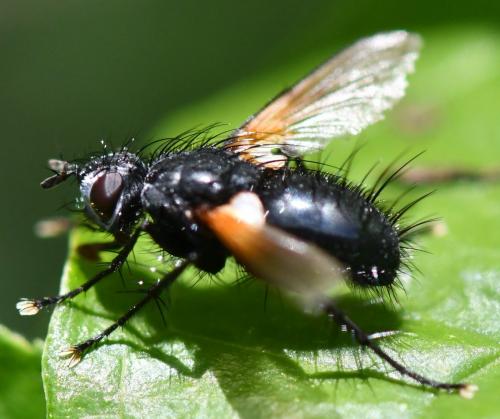 Zophomyia temula