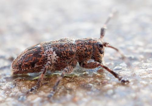 Mesosa nebulosa