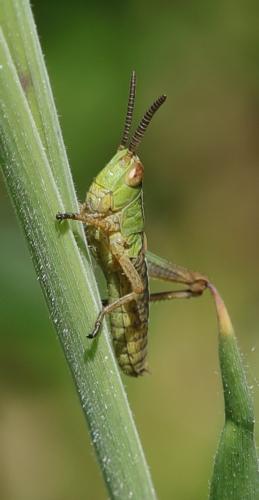 Réf. 258 953 : Gomphocerinae inconnu